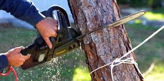  Newman, CA Tree Services Pros