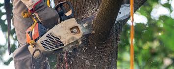 Best Tree Maintenance Programs  in Newman, CA