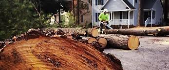 Best Palm Tree Trimming  in Newman, CA