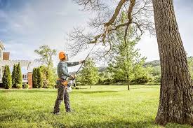 Best Fruit Tree Pruning  in Newman, CA