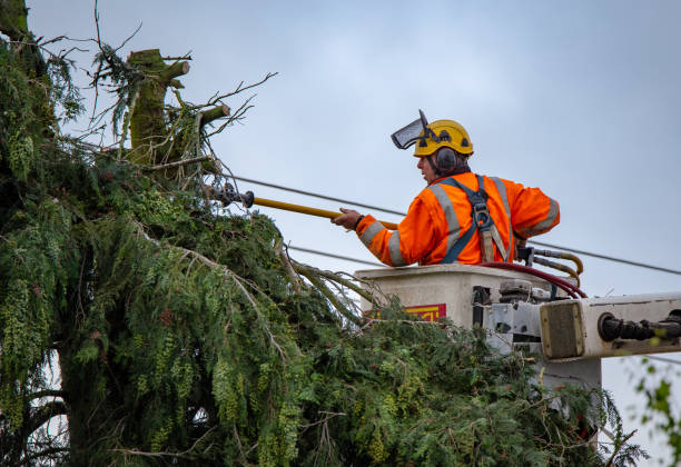 Best Tree Trimming and Pruning  in Newman, CA