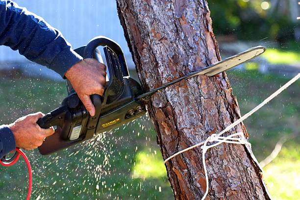 Best Seasonal Cleanup (Spring/Fall)  in Newman, CA