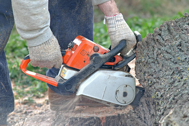 Best Leaf Removal  in Newman, CA