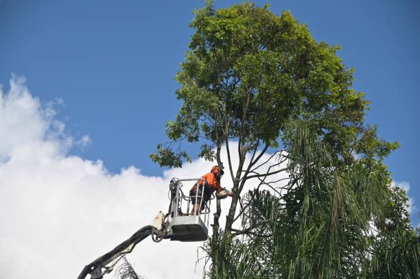 Best Emergency Tree Removal  in Newman, CA